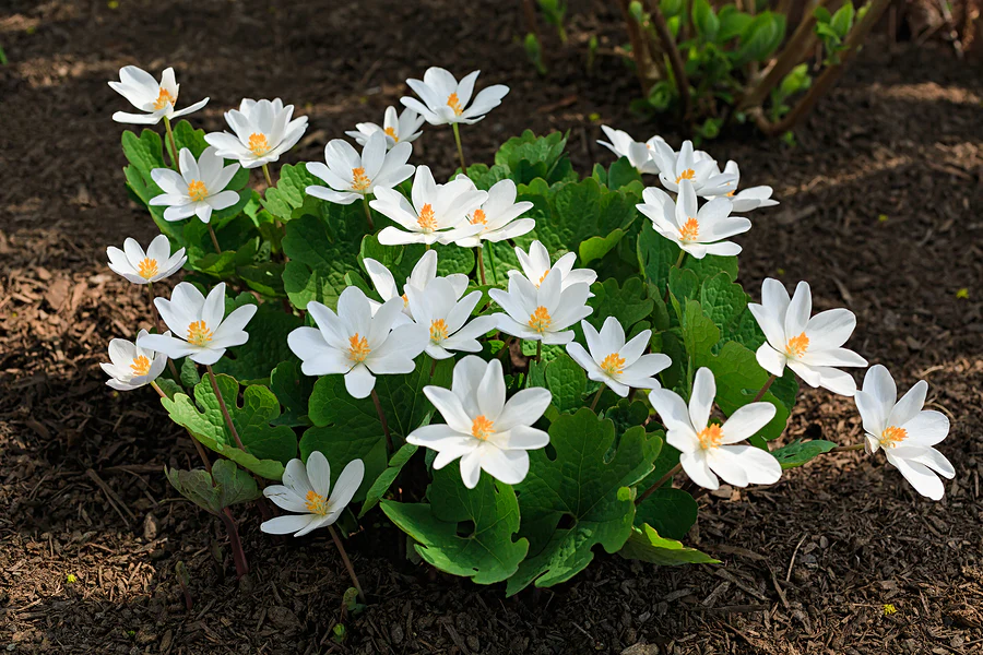 Sanguinaria Canadensis